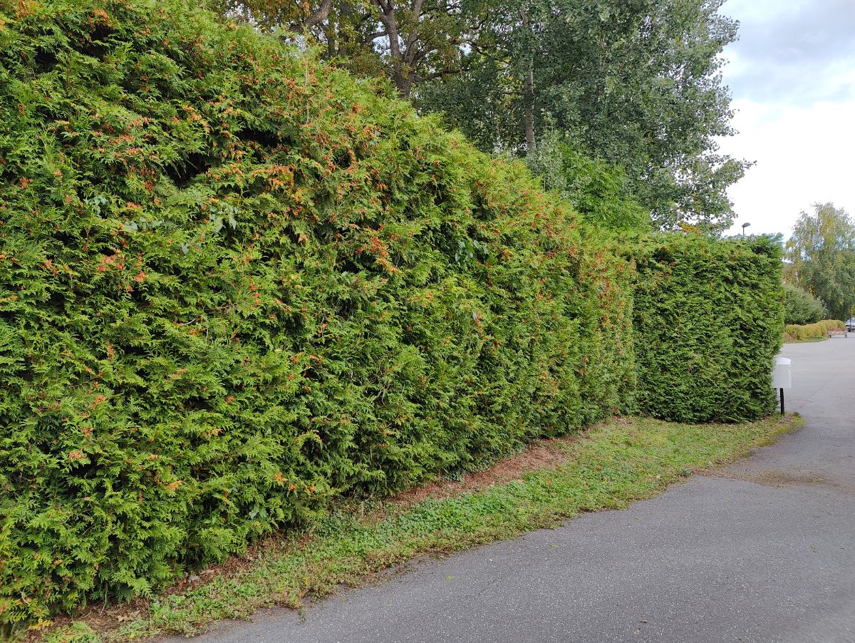 Lång thujahäck efter klippning längs gångväg, privat kund i Åkersberga