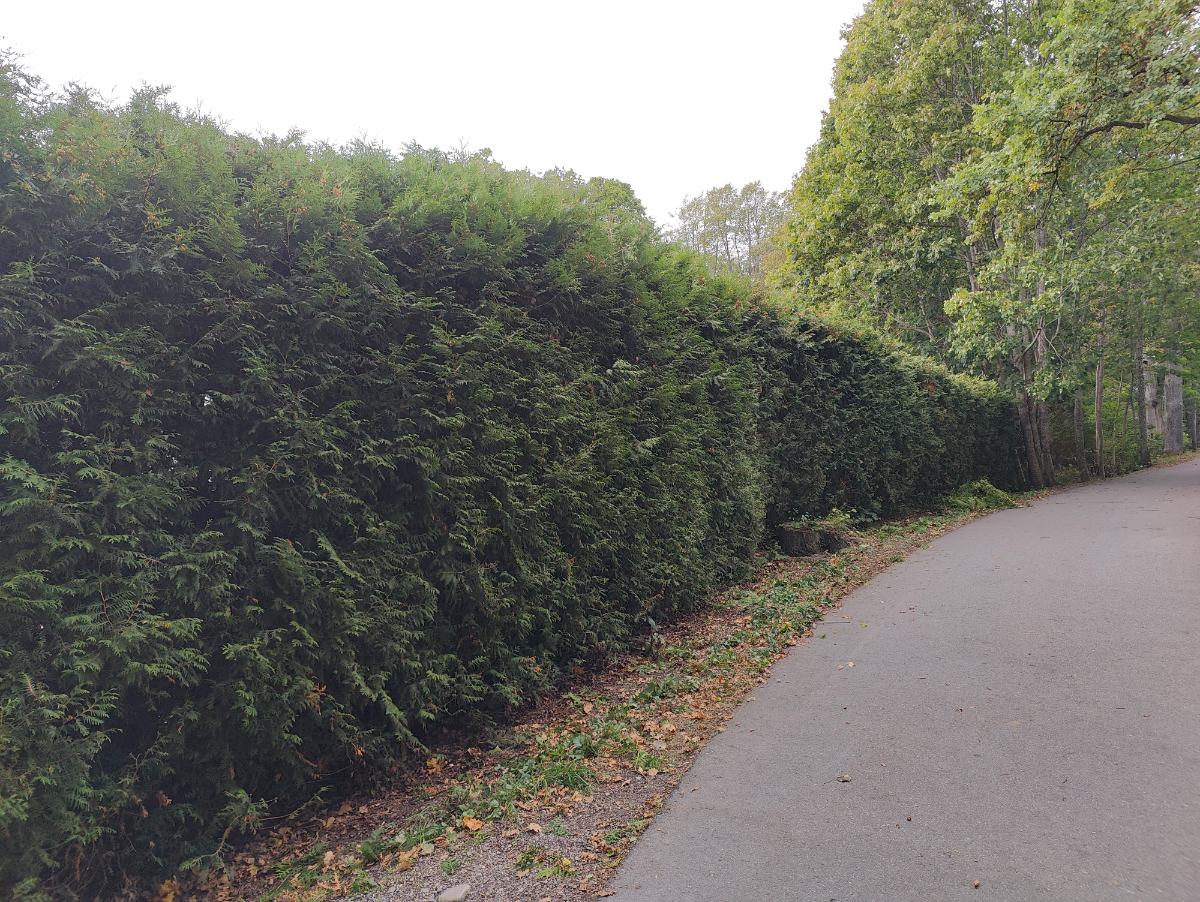 Häck efter klippning längs vägen, privat kund i Åkersberga