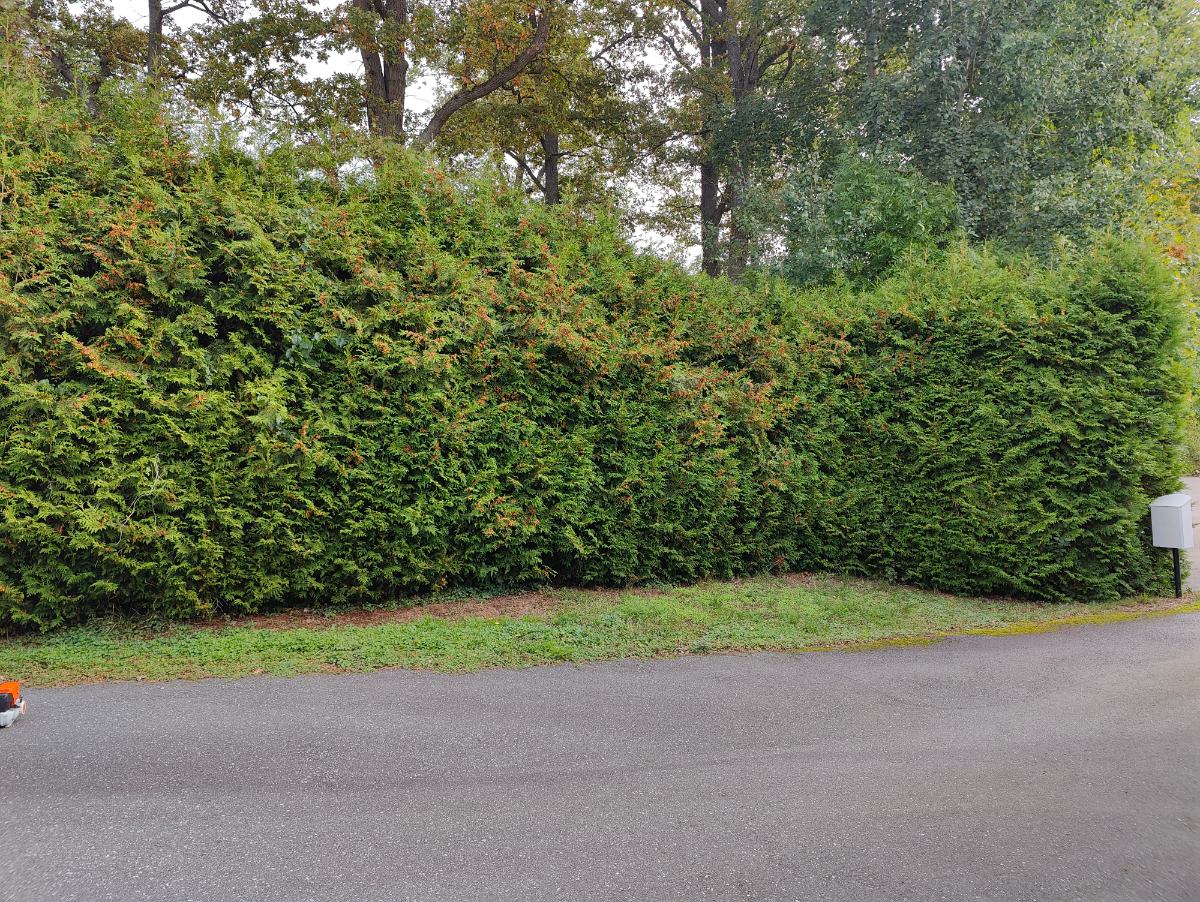Hög, oklippt häck längs gångväg före klippning, privat kund i Åkersberga