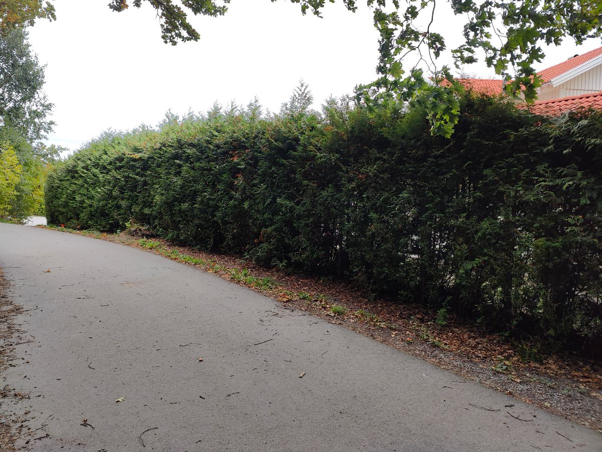 Häck före klippning sett mot huset, privat kund i Åkersberga