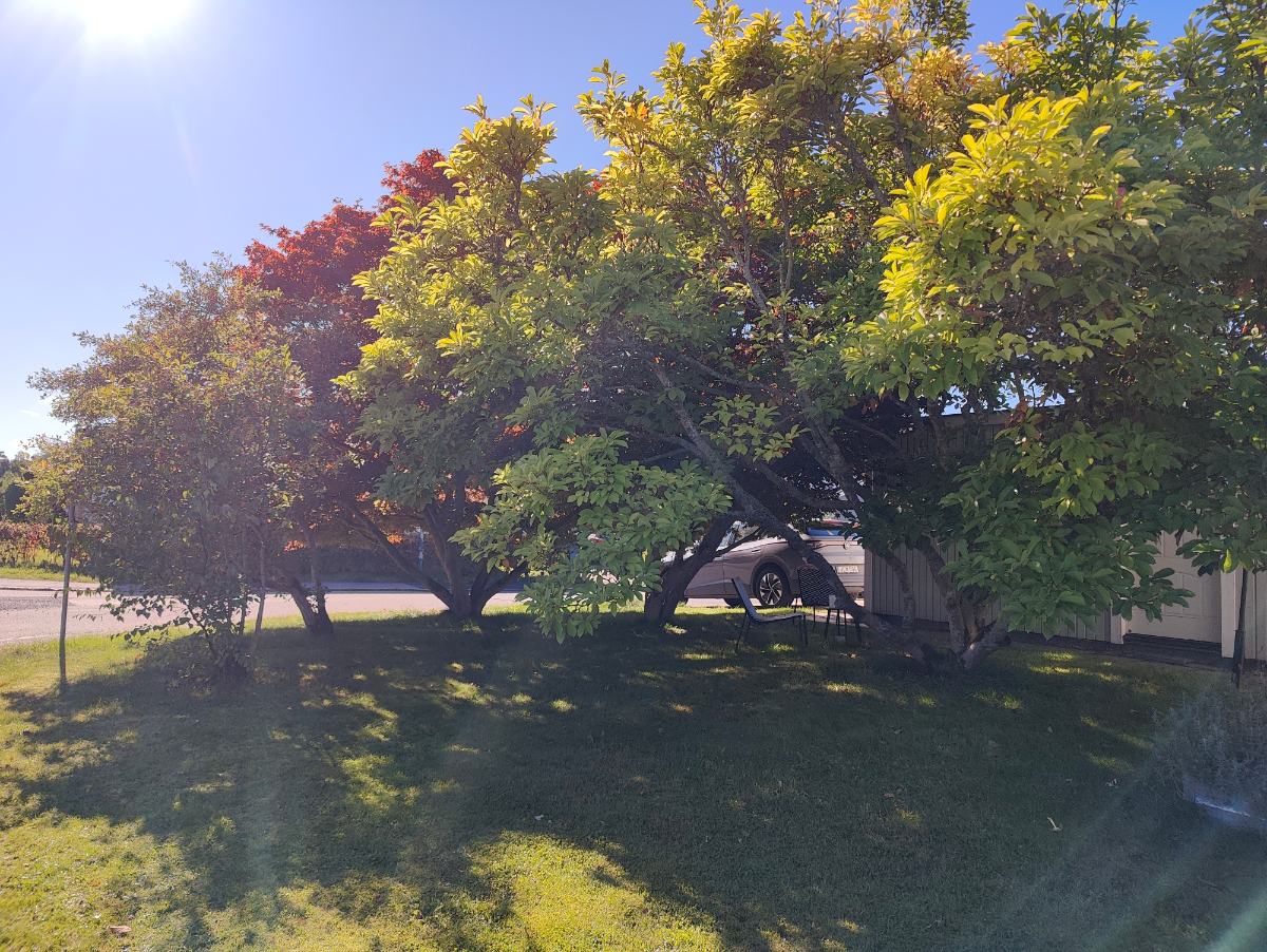 Magnoliaträd efter beskärning, privat kund i Barkarby