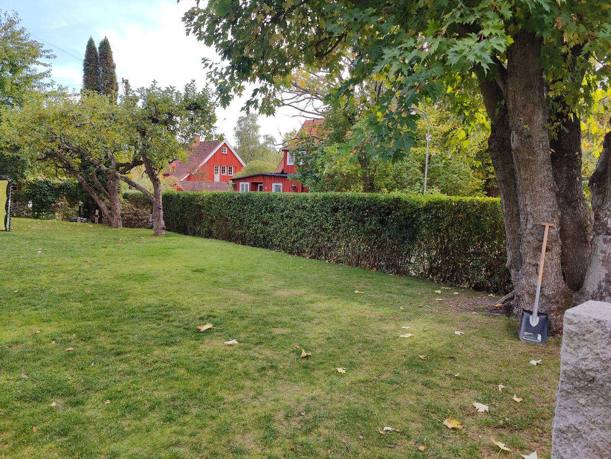 Jämnare häcksida efter klippning, privat kund i Bromma