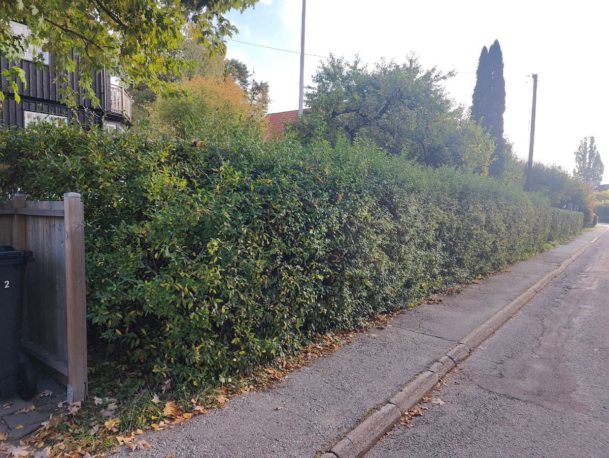 Ojämnt klippt häck före justering, privat kund i Bromma