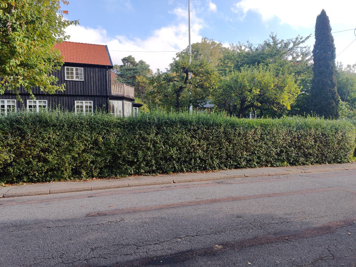 Andra sidans häck före klippning, privat kund i Bromma