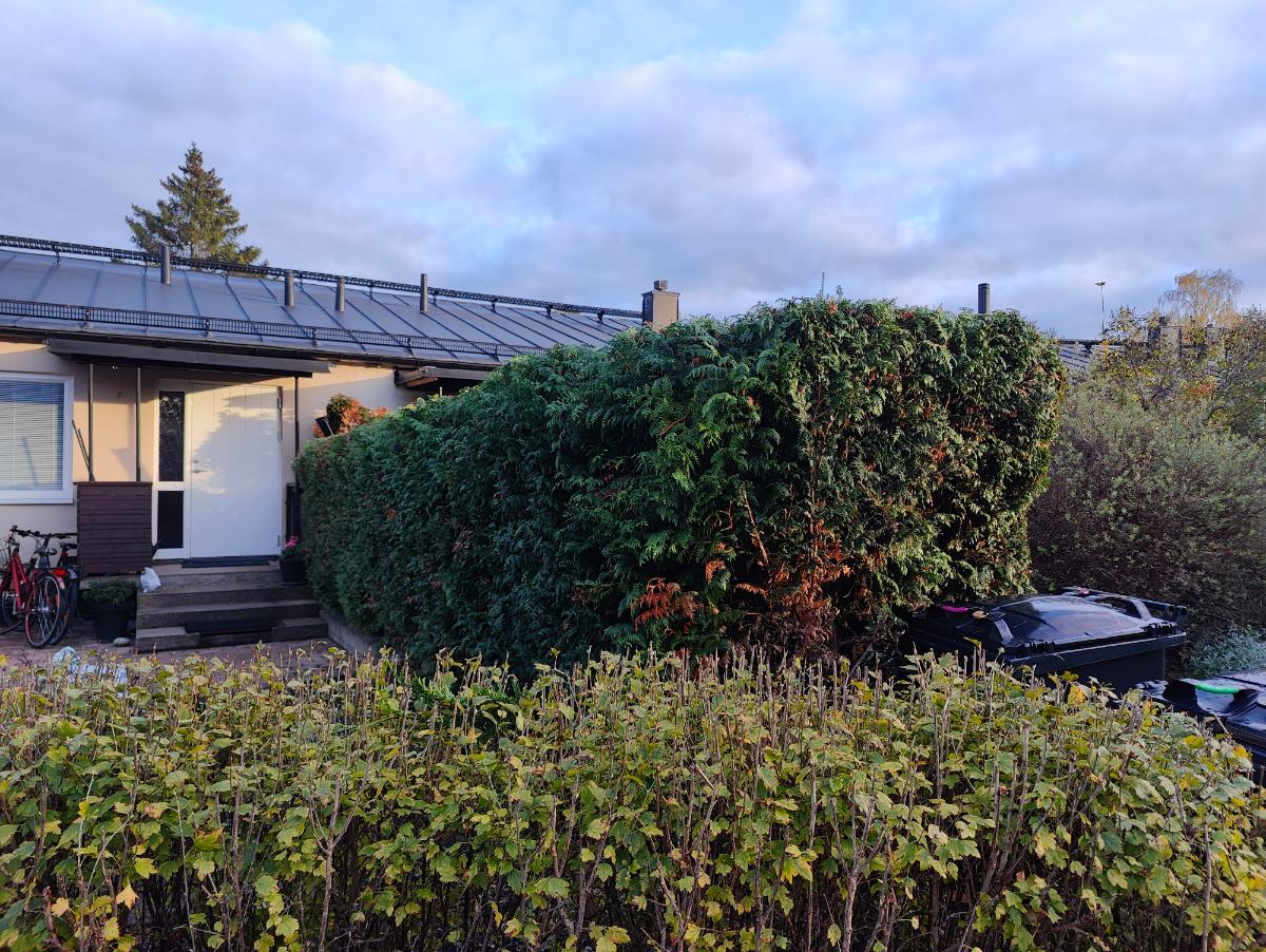 Häck efter klippning från annan vinkel, privat kund i Farsta